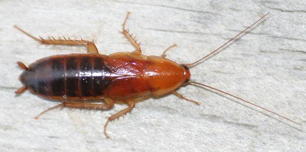 Blatte_rayee_-_Seca-640w.jpg