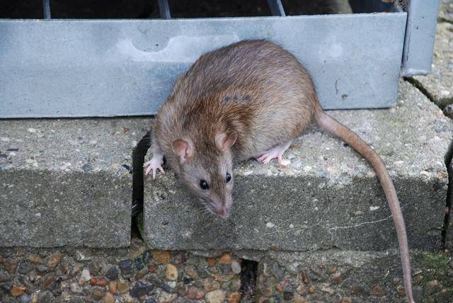 Surmulot_(rattus_norvegicus_-_Seca-640w.jpg